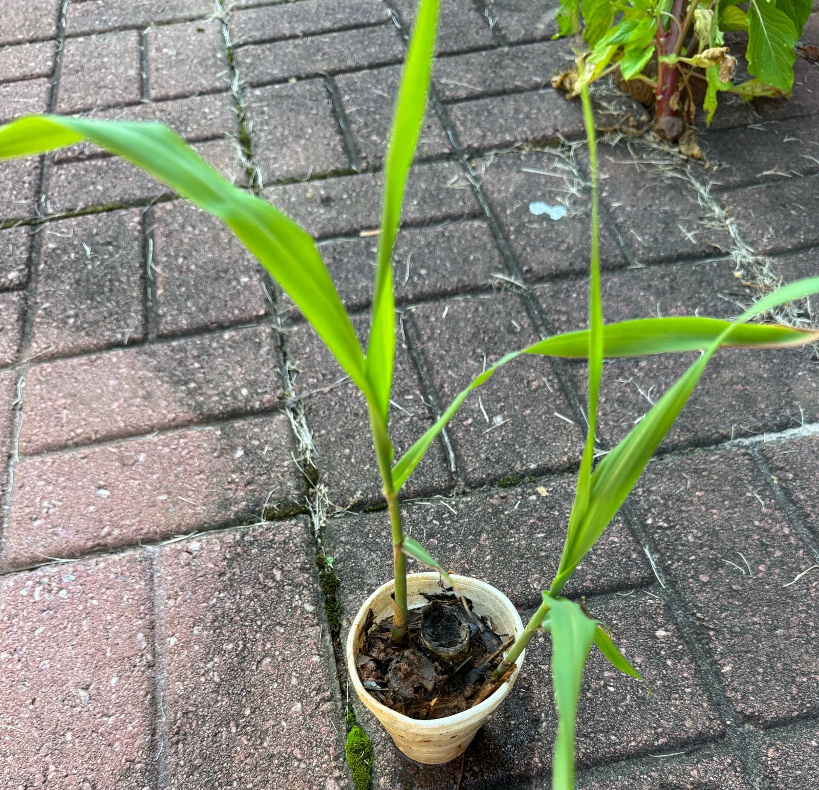 (FRESH, READY TO PLANT) Live Sugarcane Plants – Green Sugarcane | Select Options