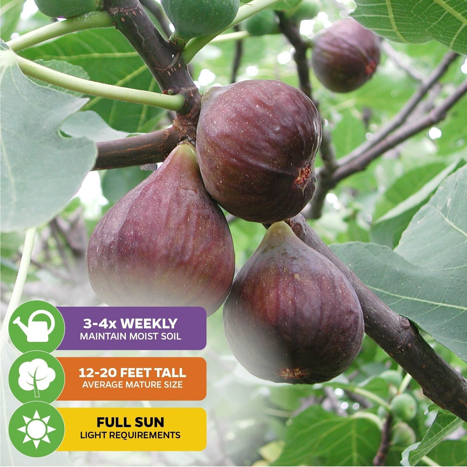 Chicago Hardy Fig Tree – Ficus carica – Live Plant
