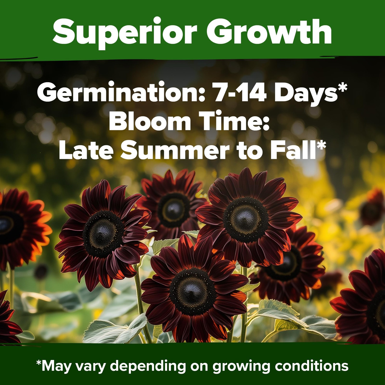 HOME GROWN Chocolate Cherry Sunflower Seeds 75 Heirloom Seeds for Planting Bu…