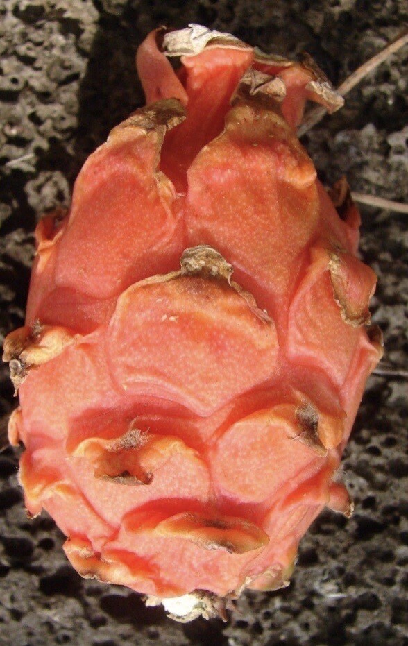 23 Dragon Fruit cuttings 8-12 inches long check The Description ￼ ￼