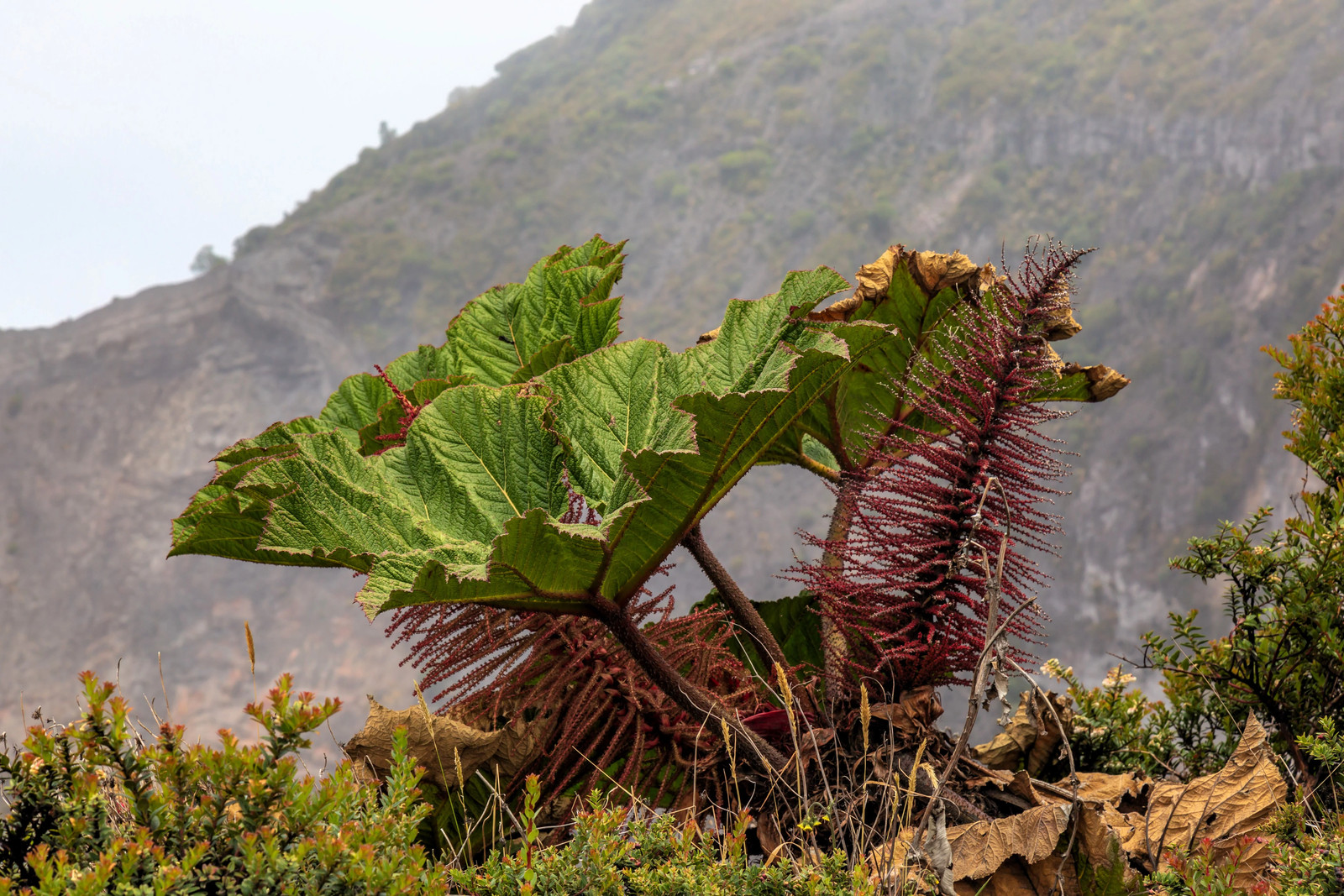 10 GUNNERA INSIGNIS Giant Rhubarb (Leaves to 6′, Red Flower Spikes to 3′) Seeds
