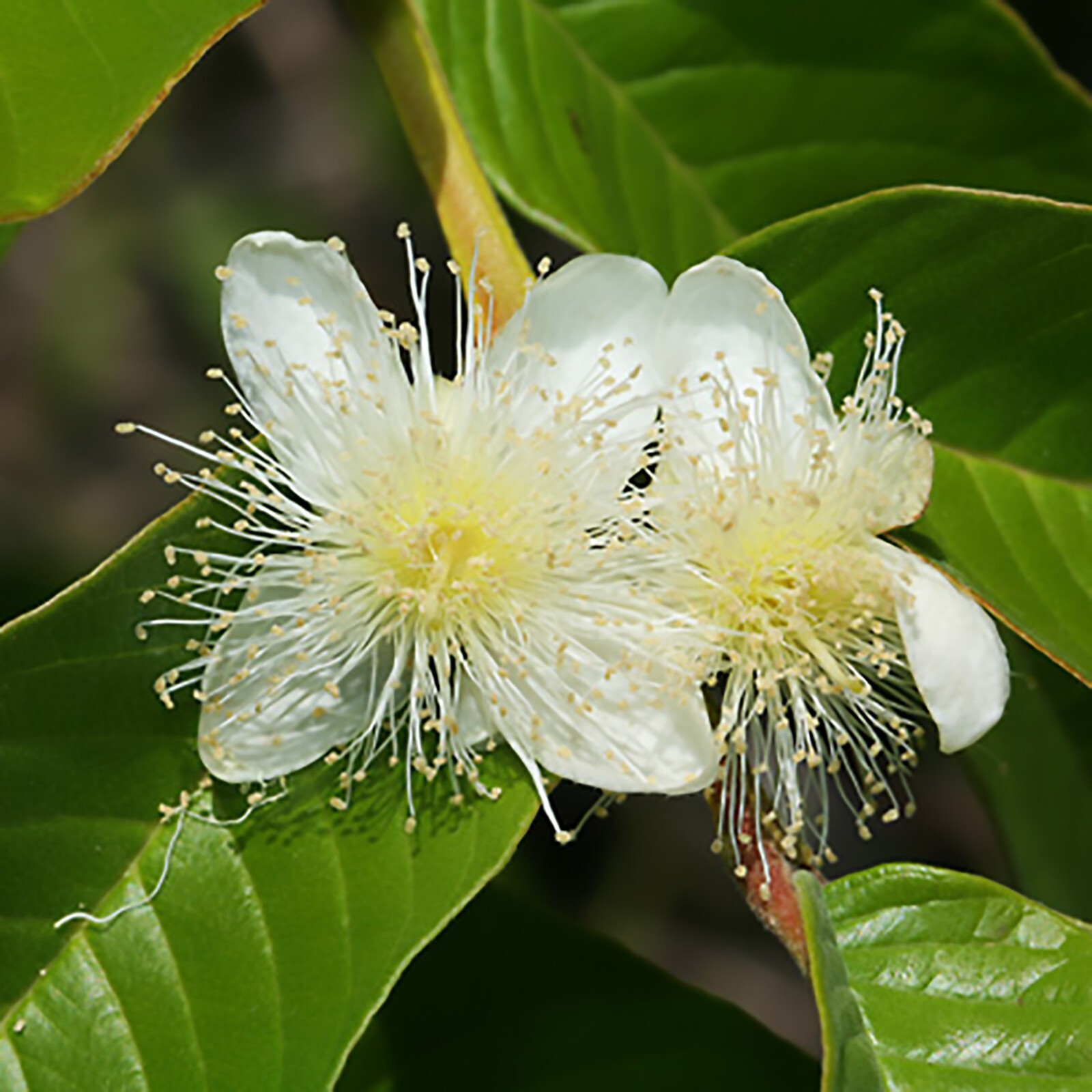 Guava, Psidium guajava, Tree Seeds