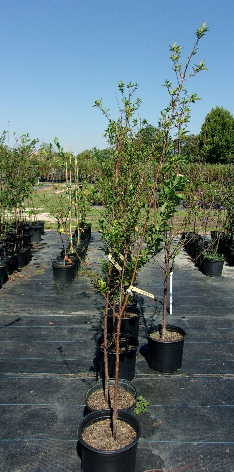 AU ROSA PLUM 4-6 FT Fruit Tree Plant Healthy Trees Sweet Plums Produce Plants