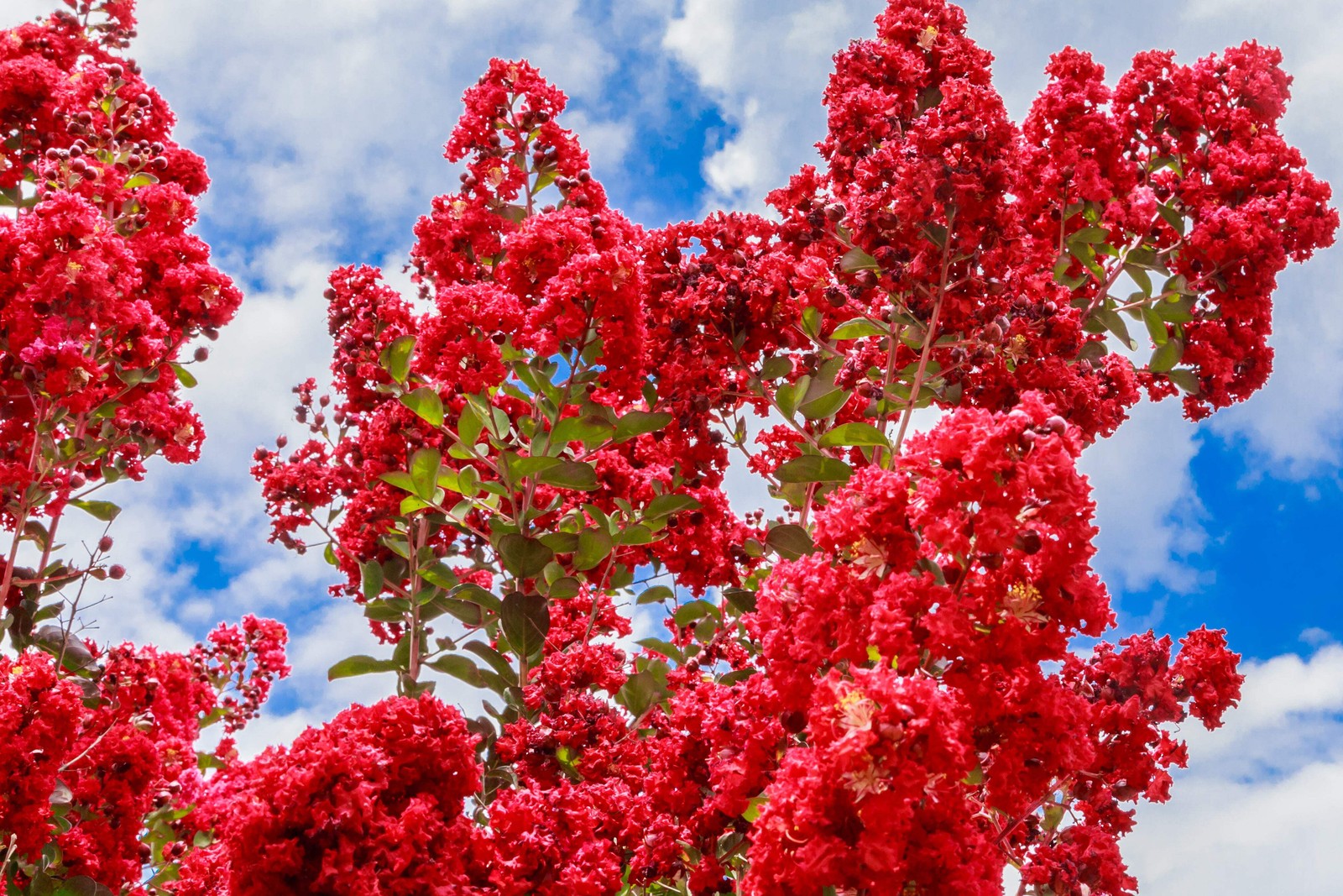 50 MIXED COLORS CREPE MYRTLE Lagerstroemia Indica Tree Shrub Flower Seeds