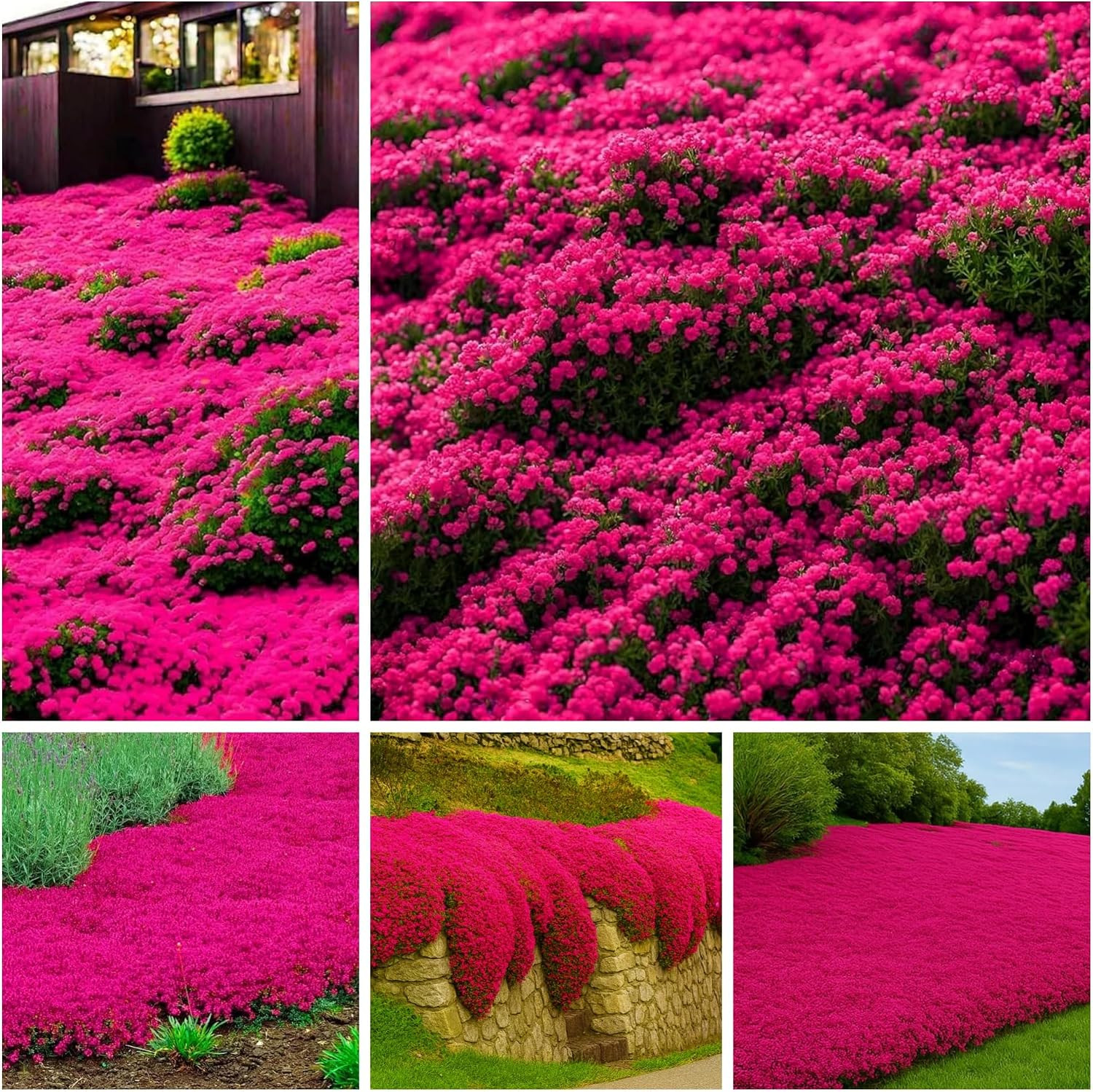 20000+ Red Creeping Thyme Seeds Ground Cover Plant Seeds Perennial- Non-Gmo Heir