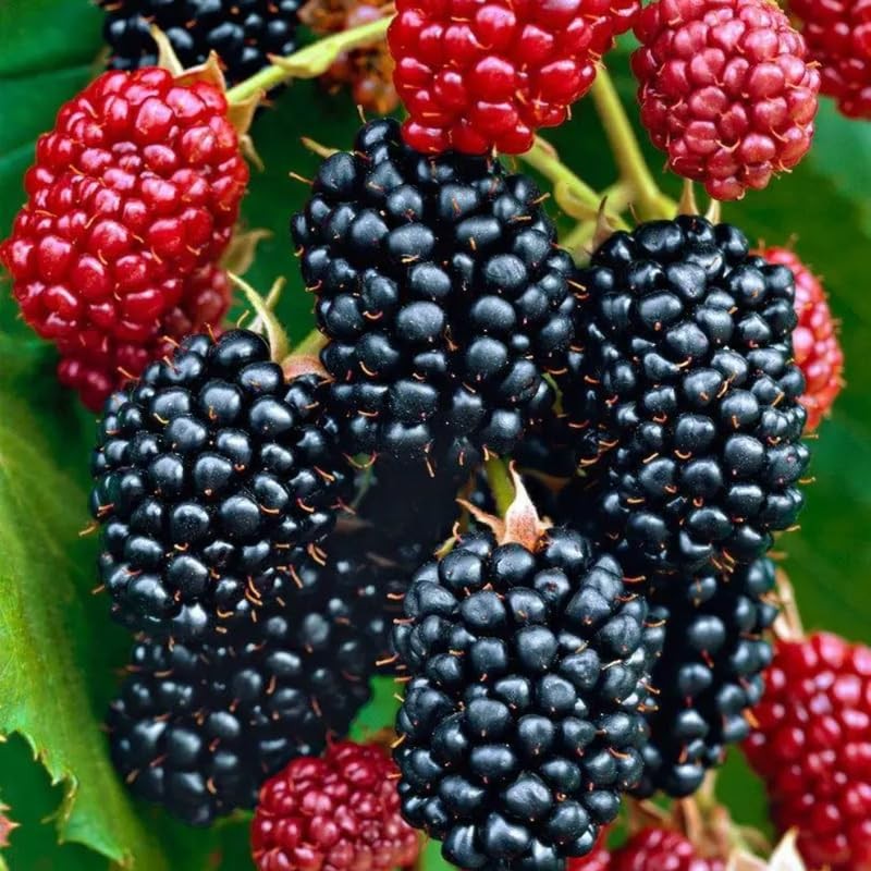 2 Ouachita BlackBerry Plants Live, 4-8 Inch Height, BlackBerry Bush Live Plant