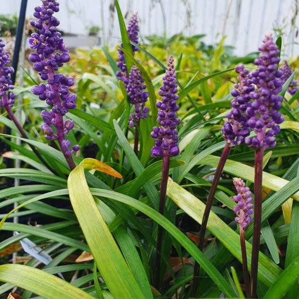 Liriope muscari Royal Purple 15 Plants in 3-1/2 in Pots