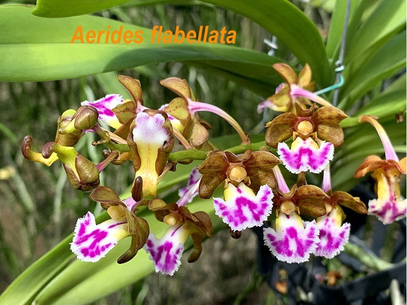 SUMMER SALE – LOVELY COMPACT AERIDES ORCHID SPECIES flabellata BS 3″ basket