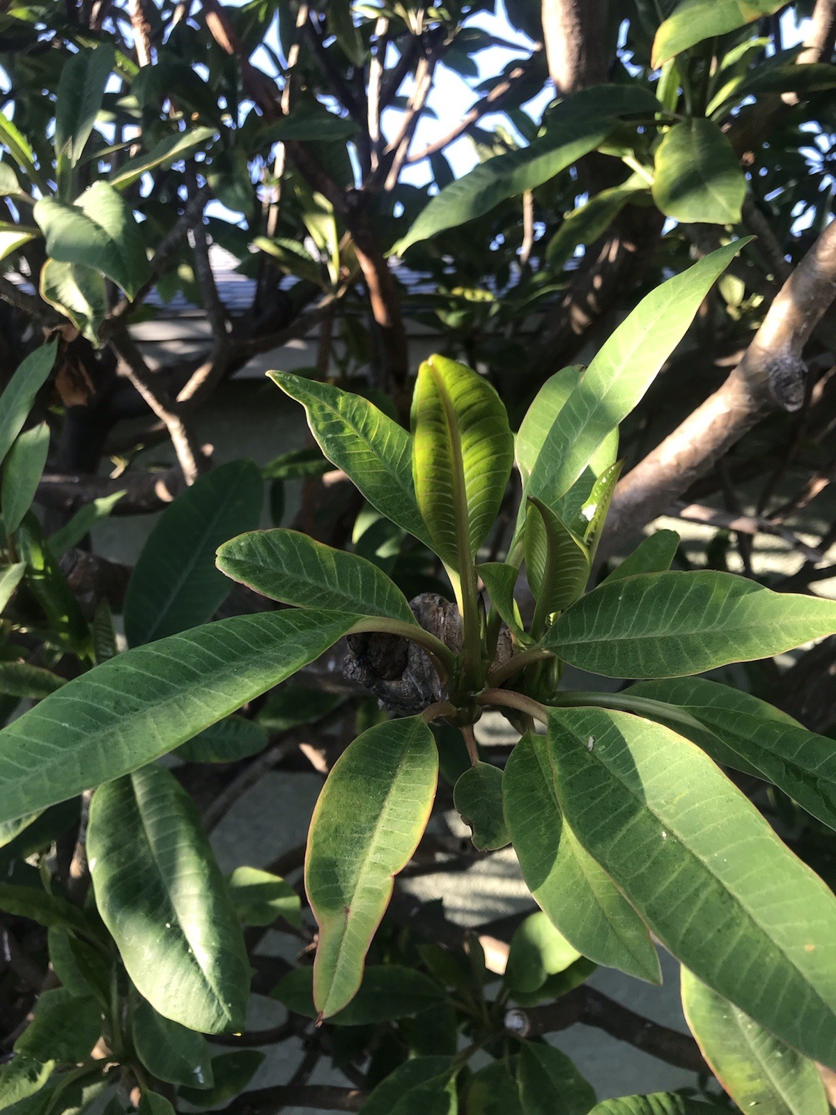 Plumeria Frangipani Fresh Cutting ~ BUY 2 GET 1 FREE !
