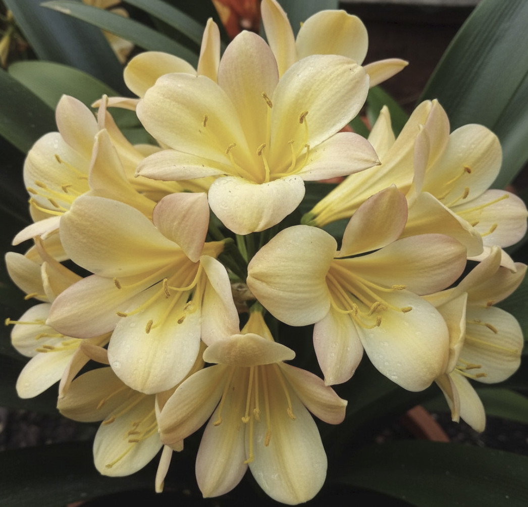 Cynthia’s Best Natal Yellow x Dijon Mustard Blush 5-6 leaves one plant