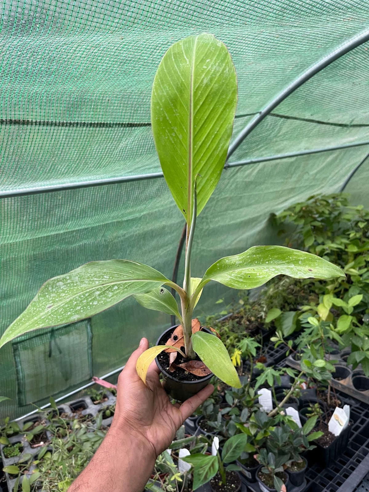 Dwarf Namwah Banana Plant Live Tropical Fruit Tree Musa Pisang Awak