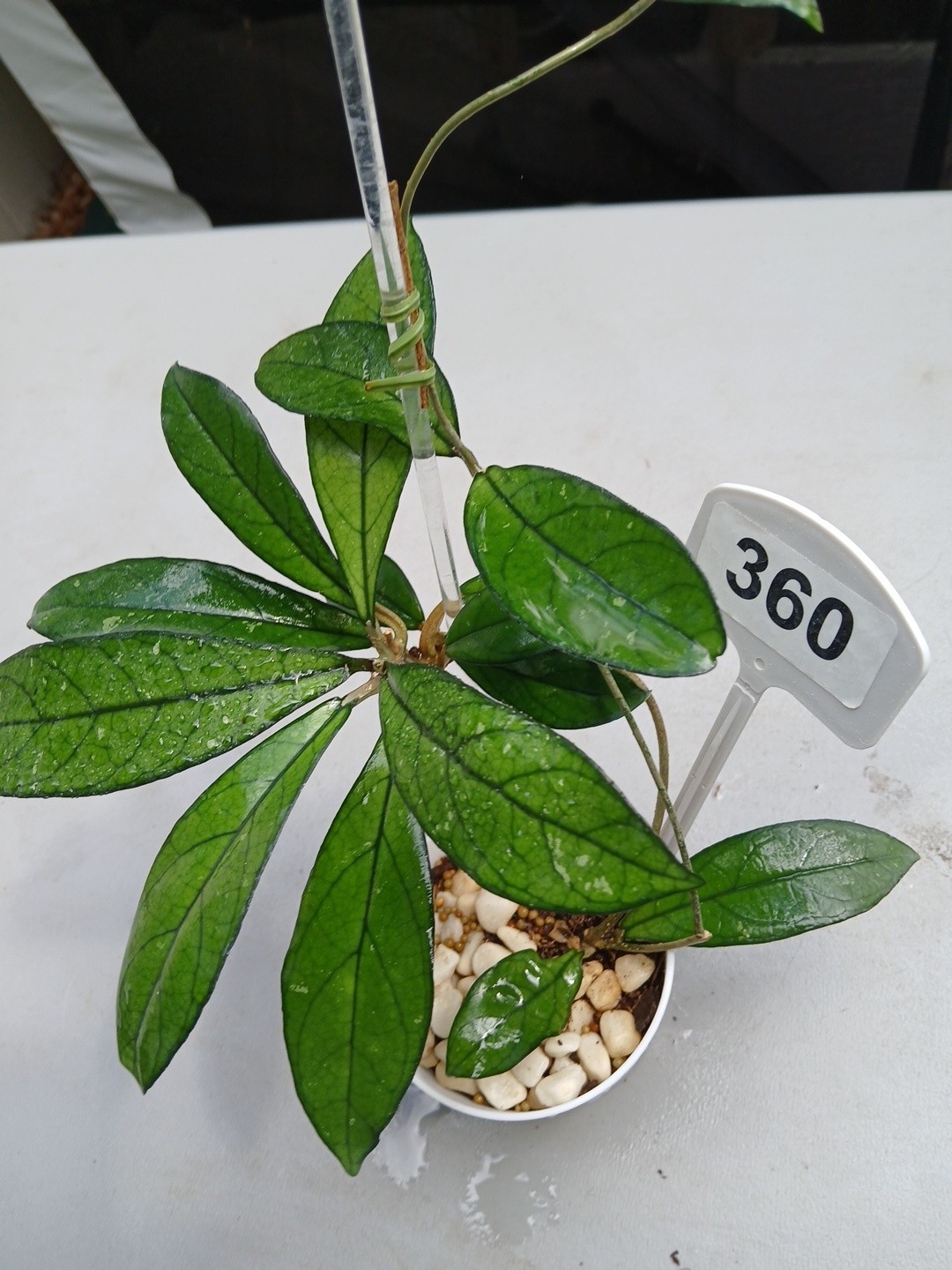 #360- Hoya CRASSIPETIOLATA Green LIVE PLANT,