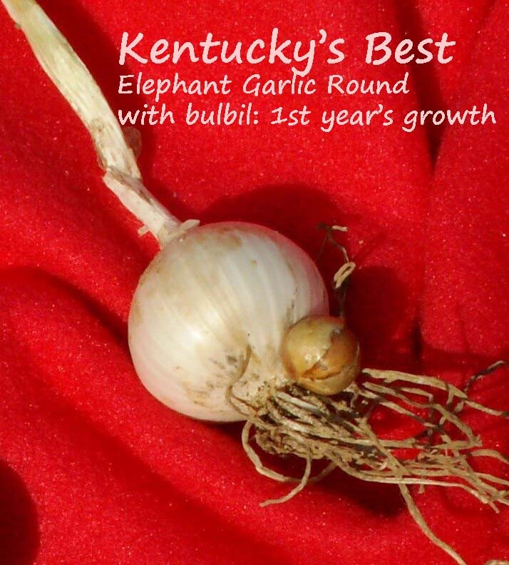 Kentucky’s Best Elephant Garlic SEEDS: 25 BULBILS (Corms, Korms, Bulblets)