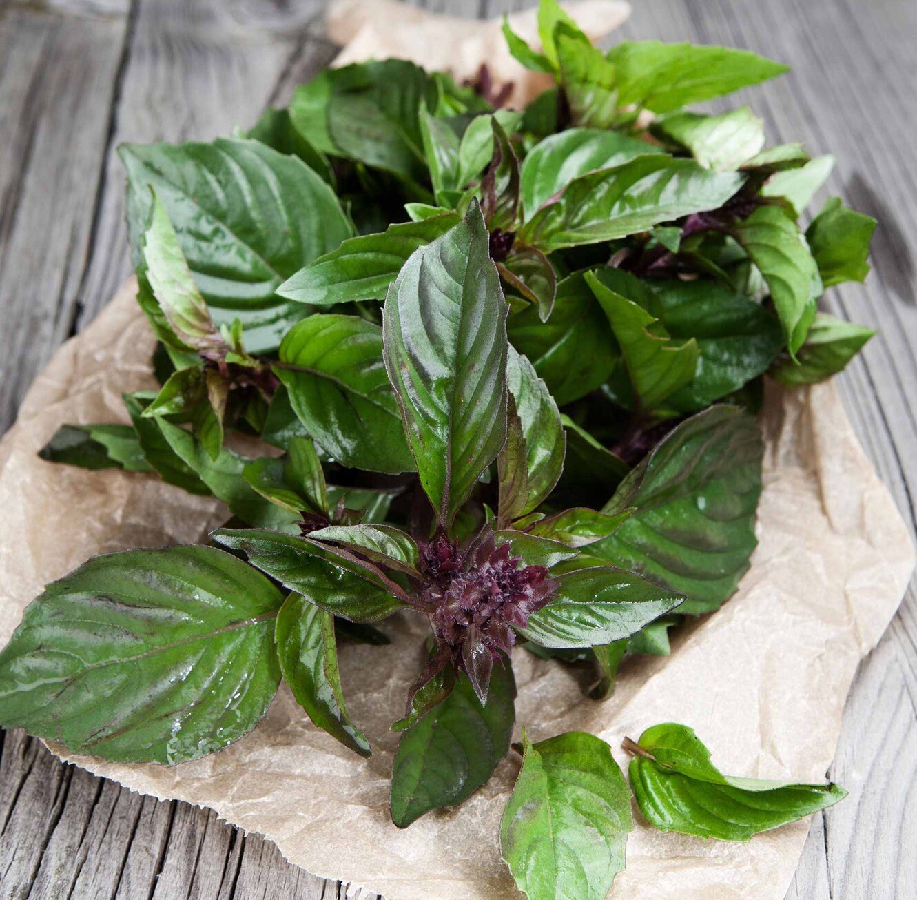 500++ Thai Basil Seeds (Ocimum basilicum) | NON- GMO | HEIRLOOM SEEDS – USA SHIP