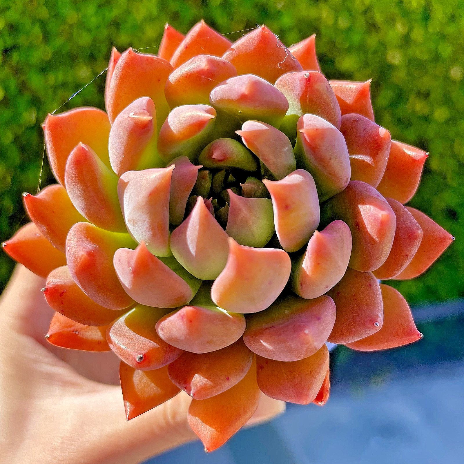 Rare Succulent Dark Elf Fully Rooted Healthy Live Easy Care Plant 2-3 Inches