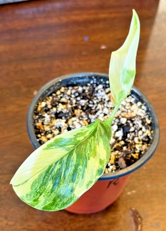 Rhaphidophora Puberula Houseplant, Rooted in Soil in 4 inch, Nicely Variegated!!