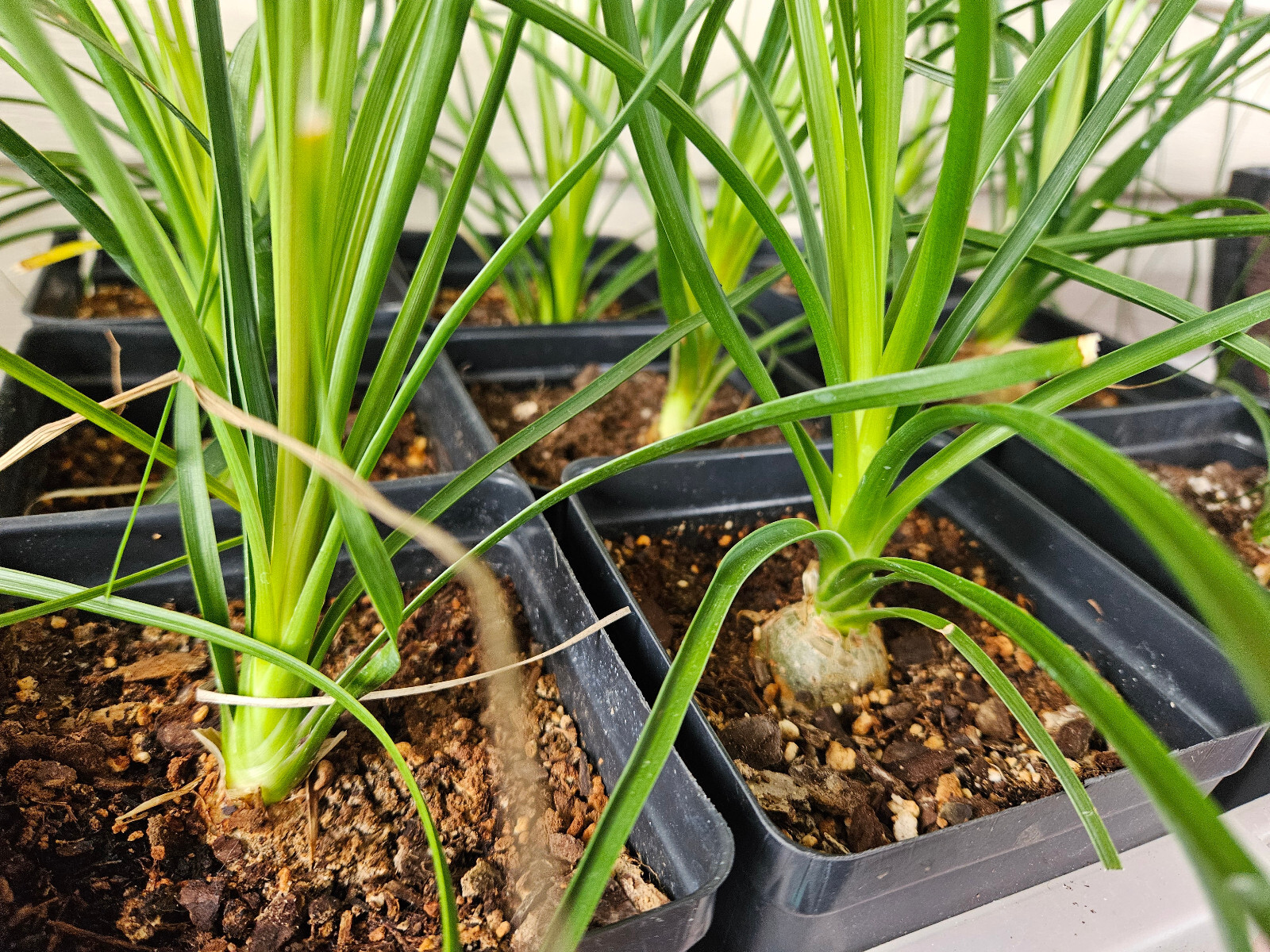 Ponytail Palm Plant in 4 inch Pot. Live Pony Tail Plant. Easy to grow indoors.