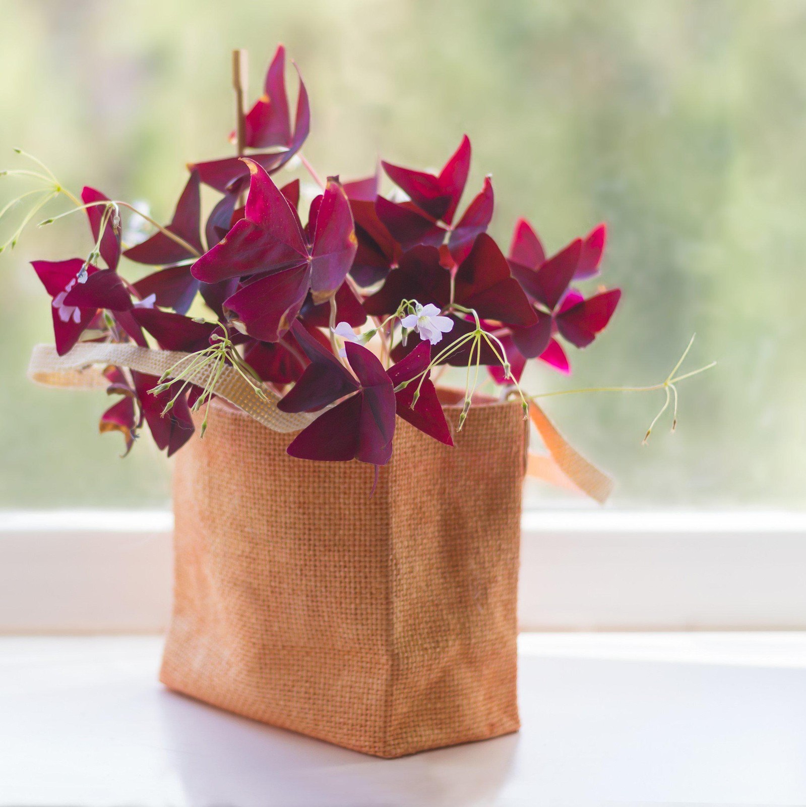Oxalis Triangularis Purple Shamrocks 20 Plant Bulbs, Easy to Grow