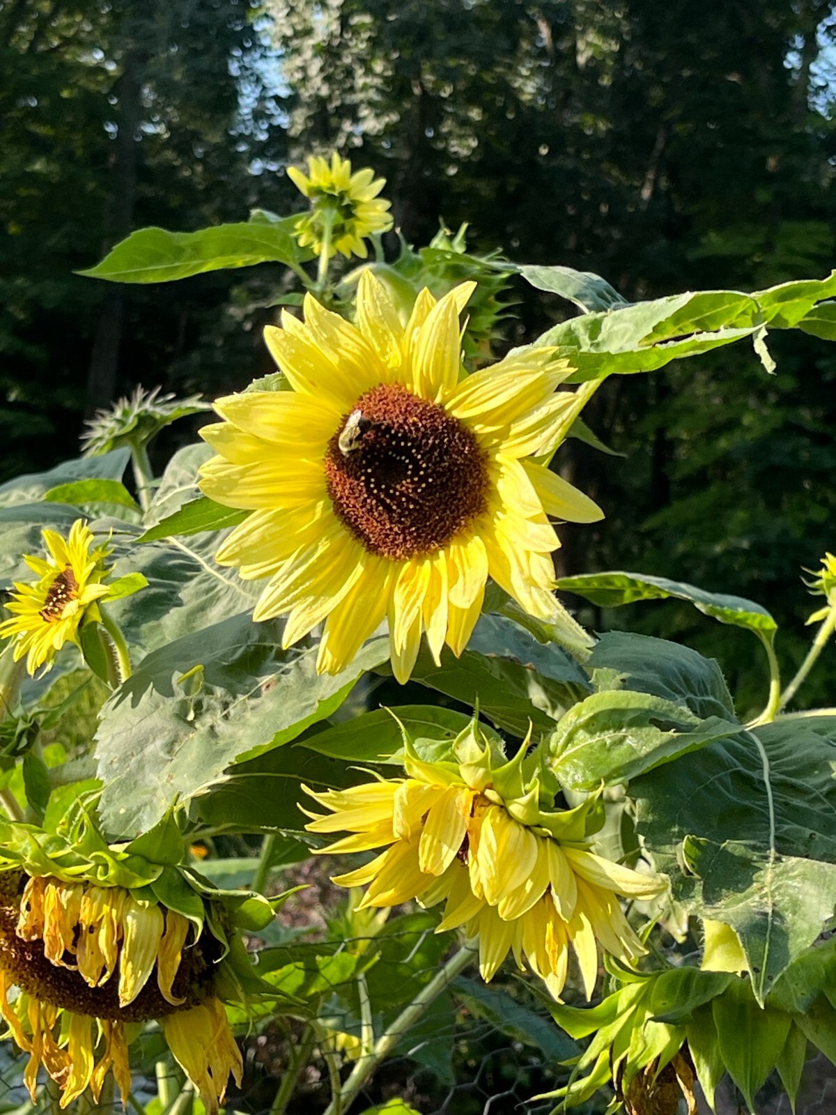 25 Lemon Queen (helianthus) Sunflower Seeds