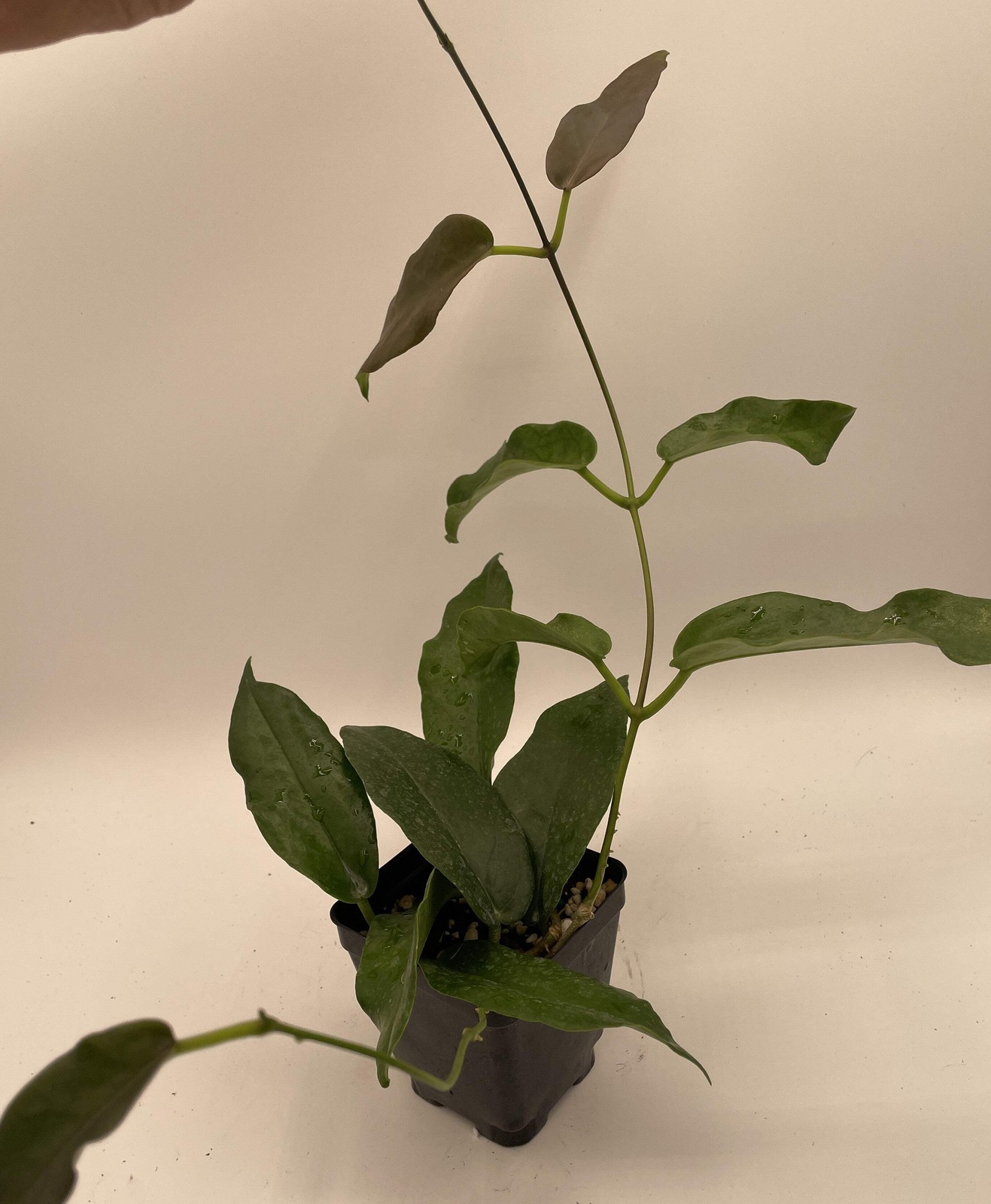 Hoya Kaimuki RARE! – Rooted In 3.5″ pot – Multiple Nodes!