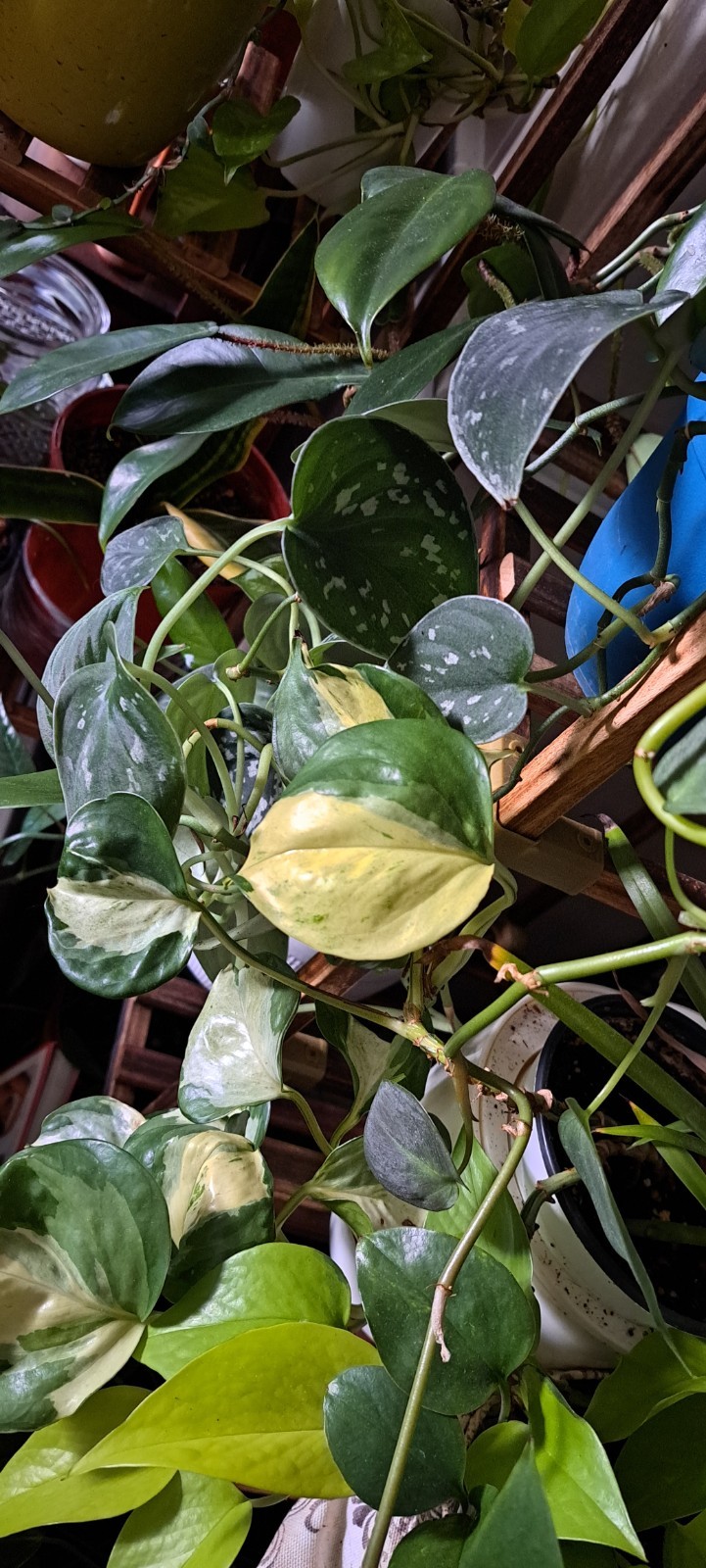 Straight Out Of The Propbox Mystery House Plant Bundle- 6 Plants