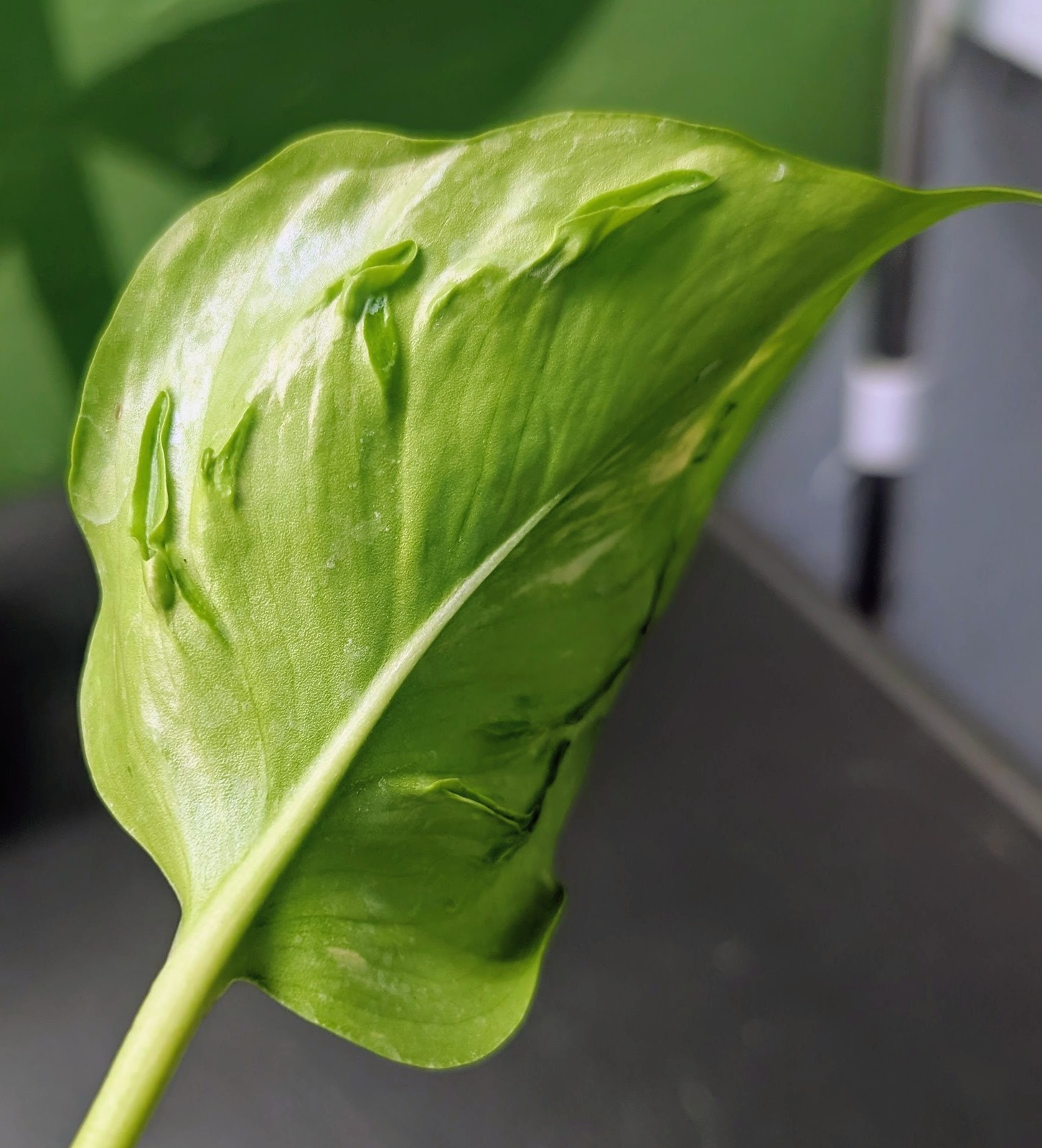 Pothos Champs-Elysees