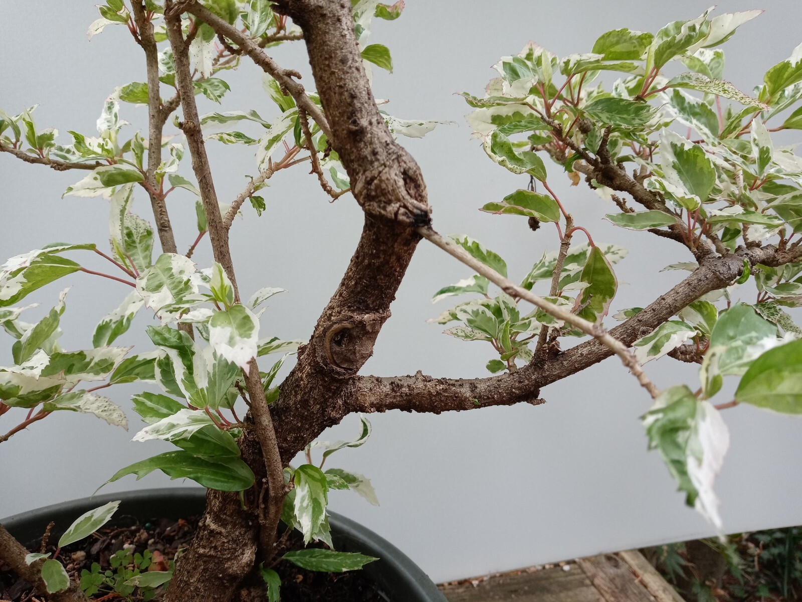 SNOW QUEEN Tropical Hibiscus Bonsai Plant Variegated leaves and Red Flower