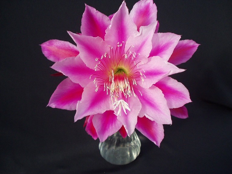 Epiphyllum, Orchid Cactus, SHOWBOAT , Don’s Quart pots JULY/1