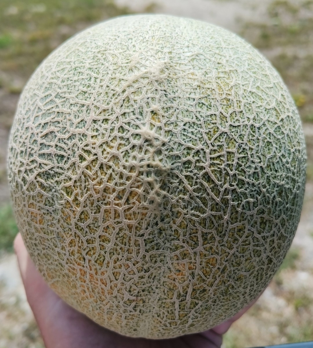 50 Texas Original Heirloom Pecos Cantaloupe Seeds – Legendary Pecos Sweet Melon