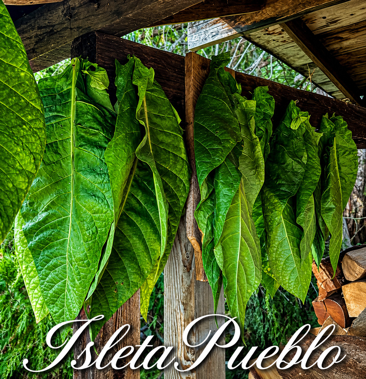 500 Isleta Pueblo Tobacco Seeds, Nicotiana rustica, Sacred Tobacco, FL Grown