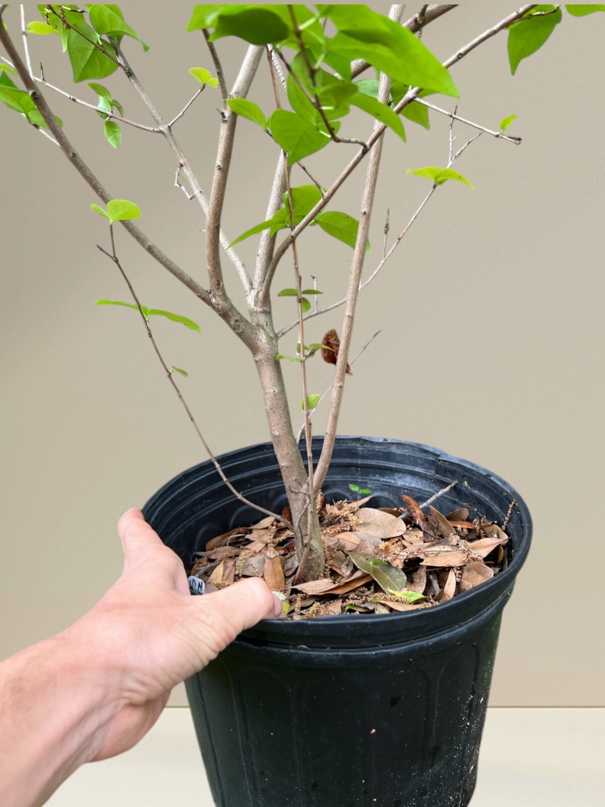 Fruiting size Black surinam cherry seedling