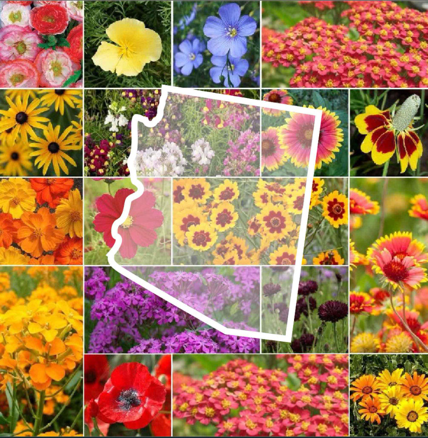 Wildflower ARIZONA State Flower Mix Perennials & Annuals Non-GMO 1000 Seeds!