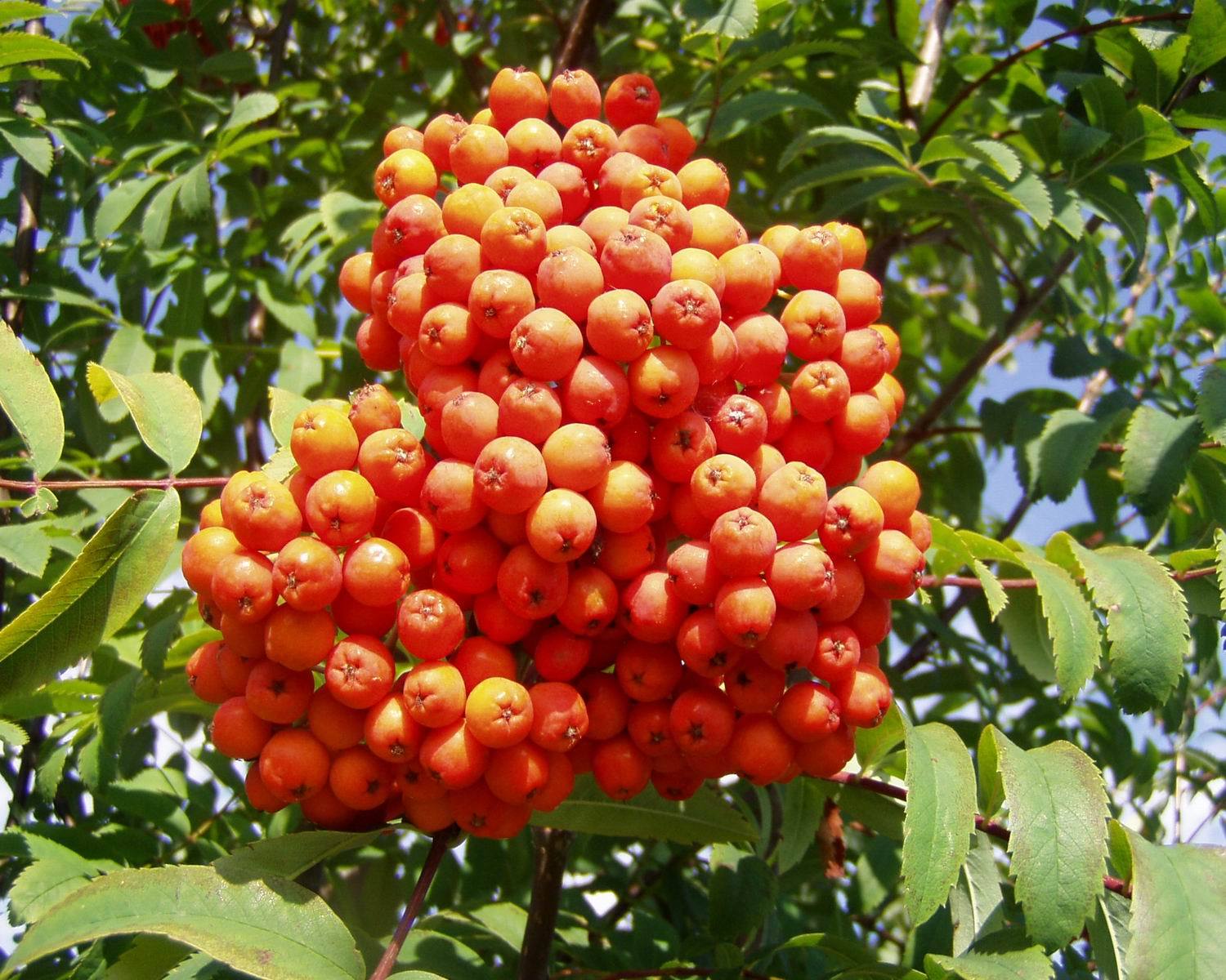 Rowan, (European Mountain Ash), Sorbus aucuparia, Tree Seeds