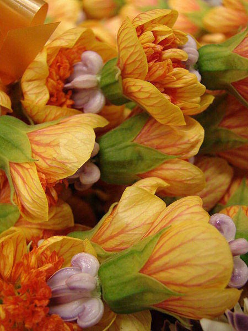 30 Mixed Colors FLOWERING MAPLE Abutilon Hybridum Chinese Bell Flower Tree Seeds