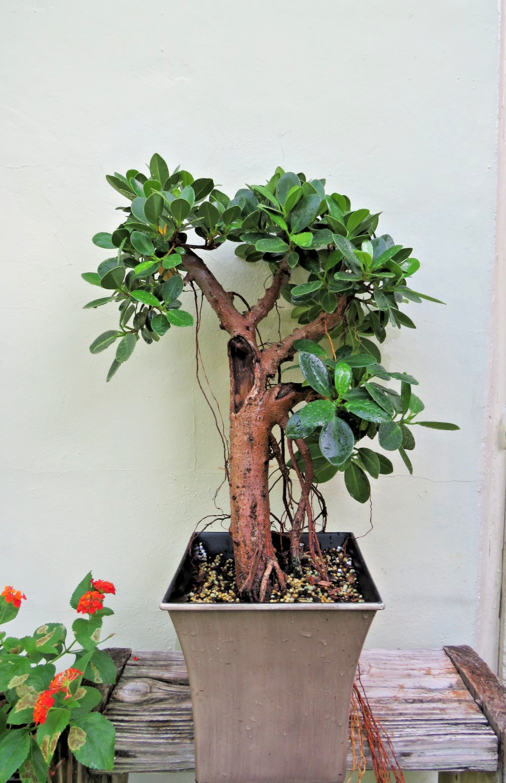 Ficus microcarpa Live Green Island Fig Tree Indoor, areal roots, Tropical Bonsai