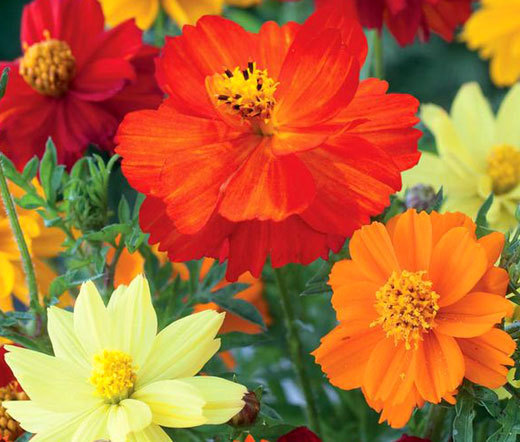 COSMOS SULPHUR MIXED COLORS DWARF Cosmos Sulphureus – 250 Seeds