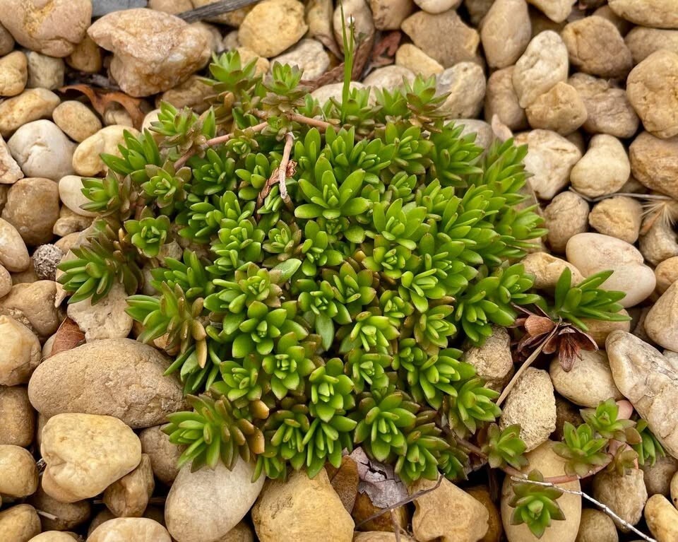 Stringy Stonecrop/Sedum Sarmentosum Small Live Starter Plant