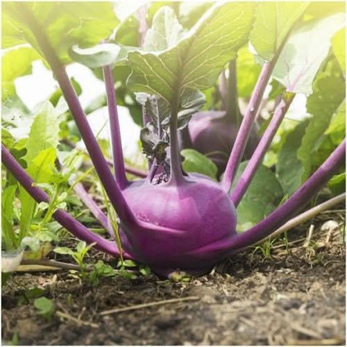 Purple Vienna Kohlrabi Seeds For Planting (Brassica oleracea)