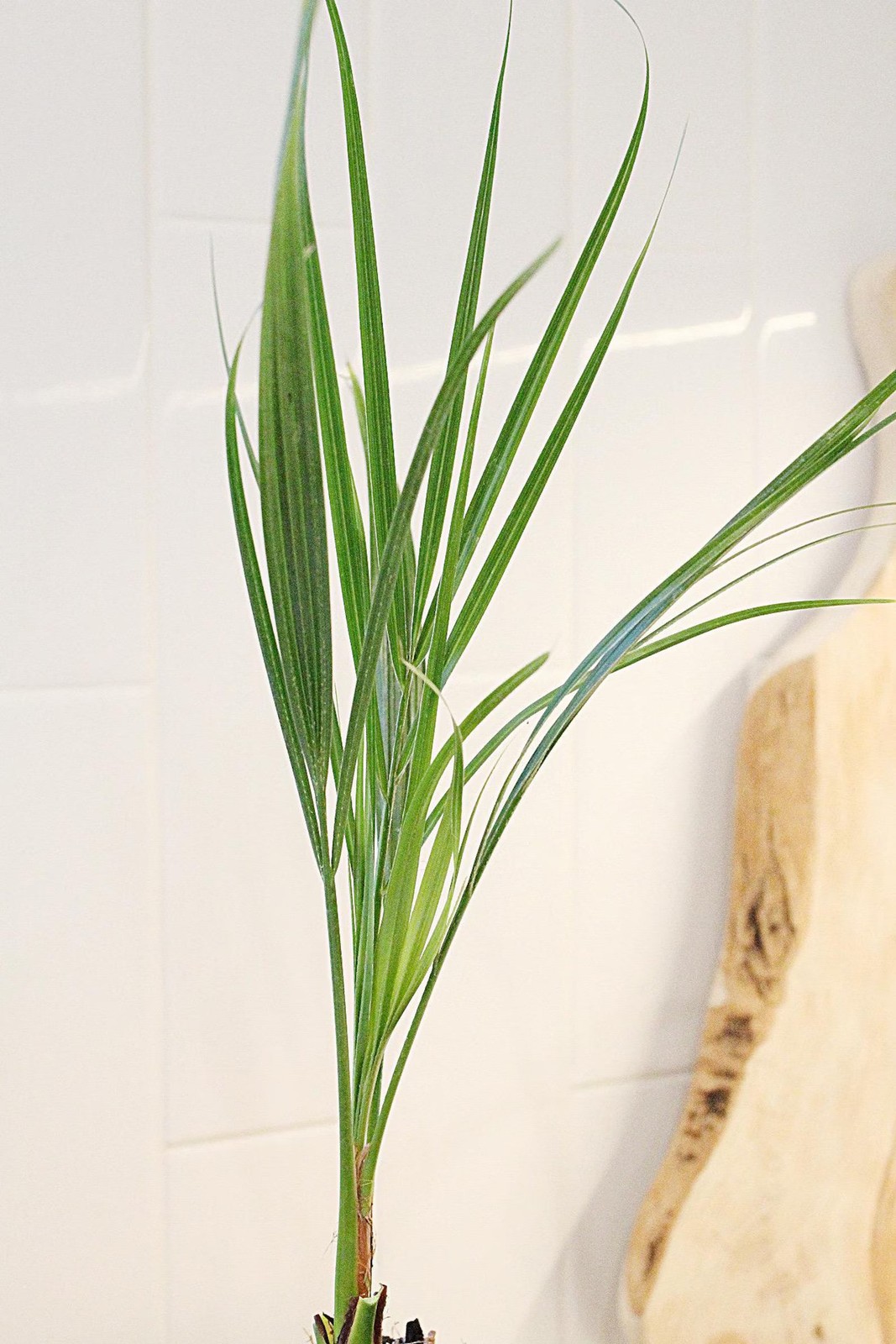 Pygmy Date Palm, 2.5 Inch Pot, Tropical Indoor Starter Plant