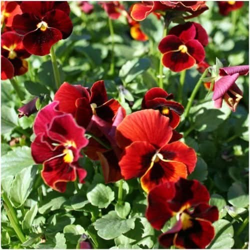 Arkwright Ruby Viola Seeds For Planting (Viola cornuta)