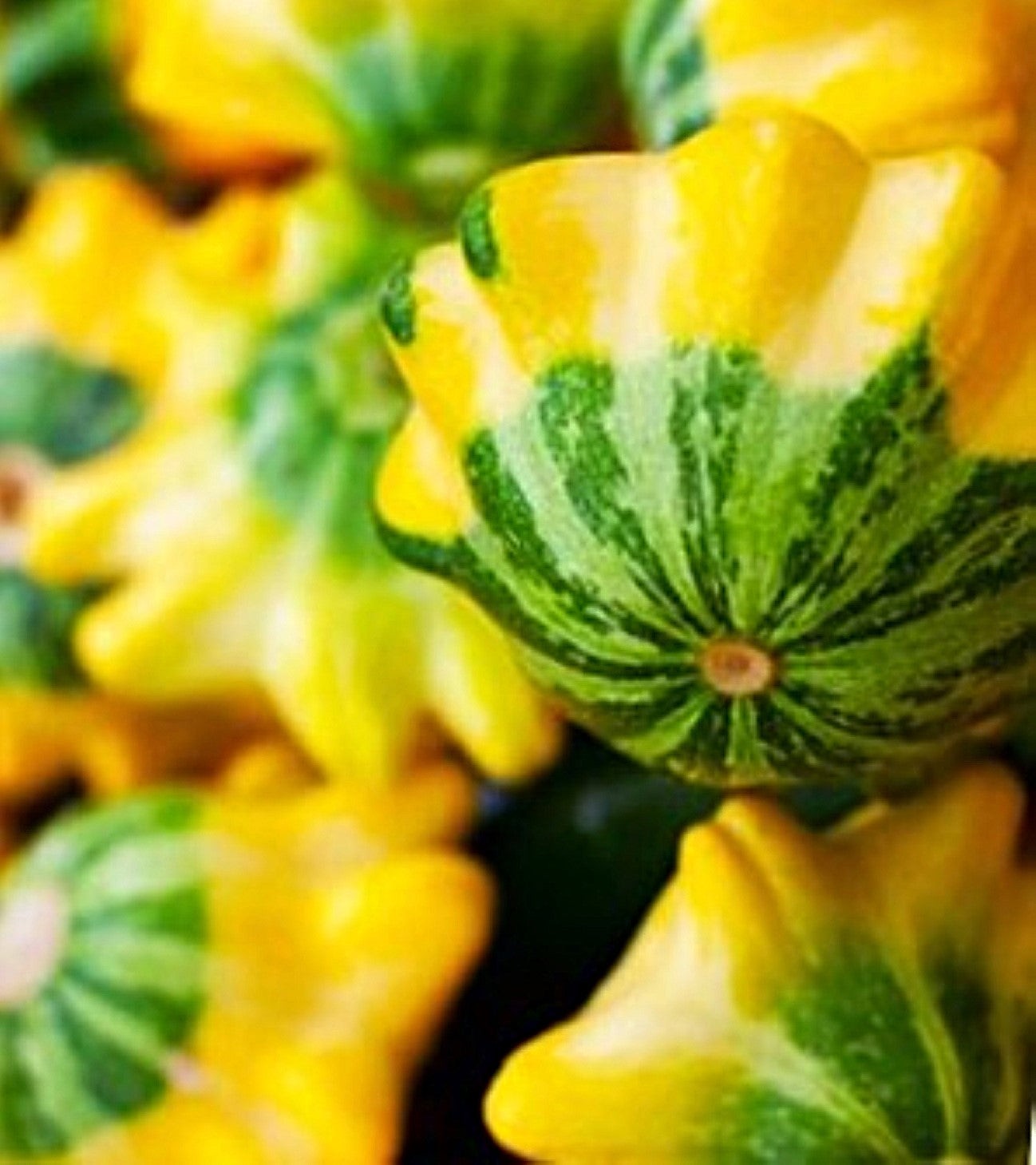 Yellow and Green Bicolor Patty Pan (Bush Scallop Squash) Seeds – 2025 Planting
