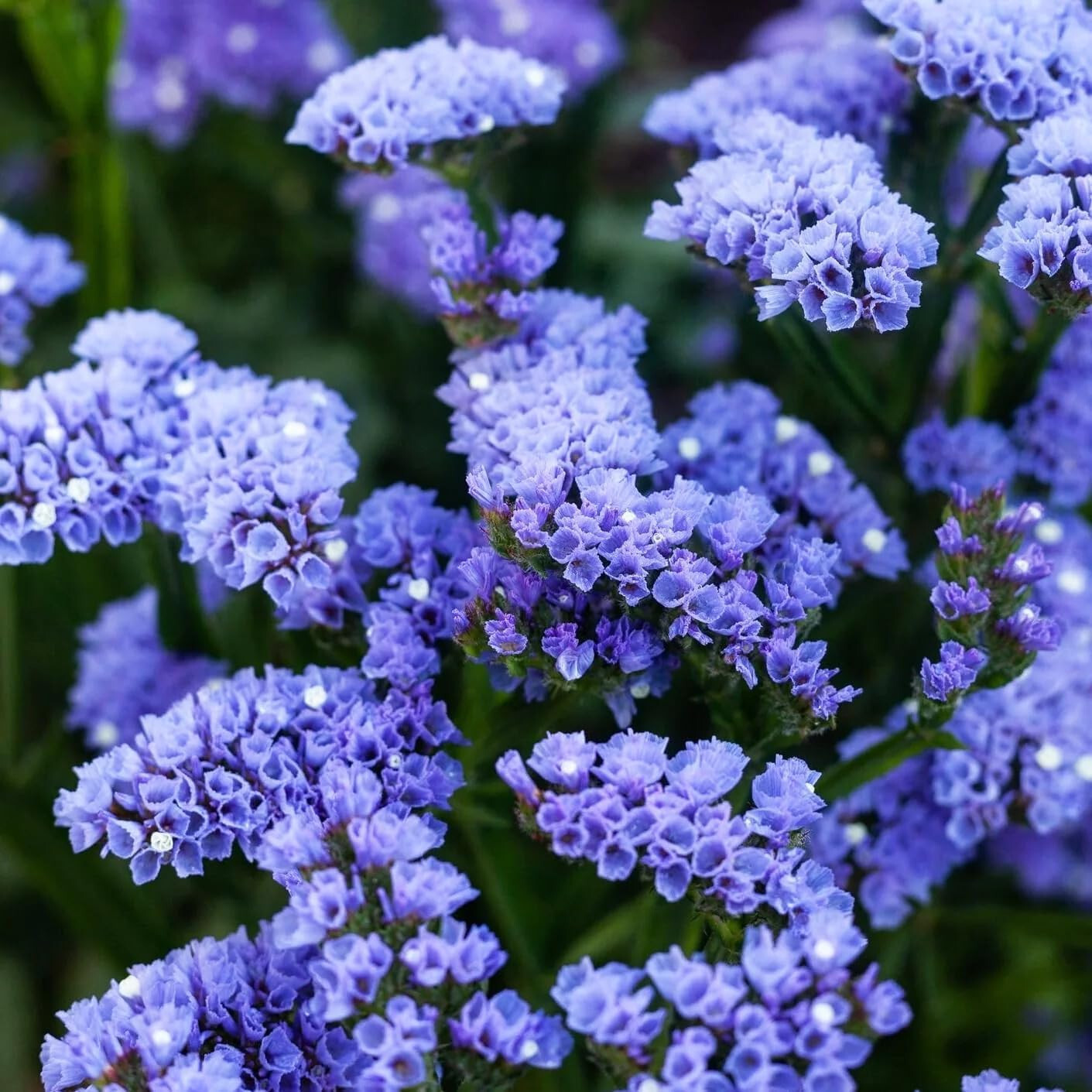 60 seeds STATICE BLUE Limonium Sinuatum Blue River