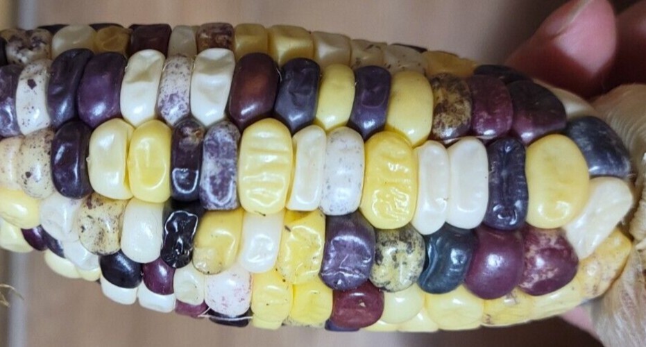 35+ ORGANIC Sweet Corn seeds Festivity USA-Grown NC. multicolor. Colored. Indian