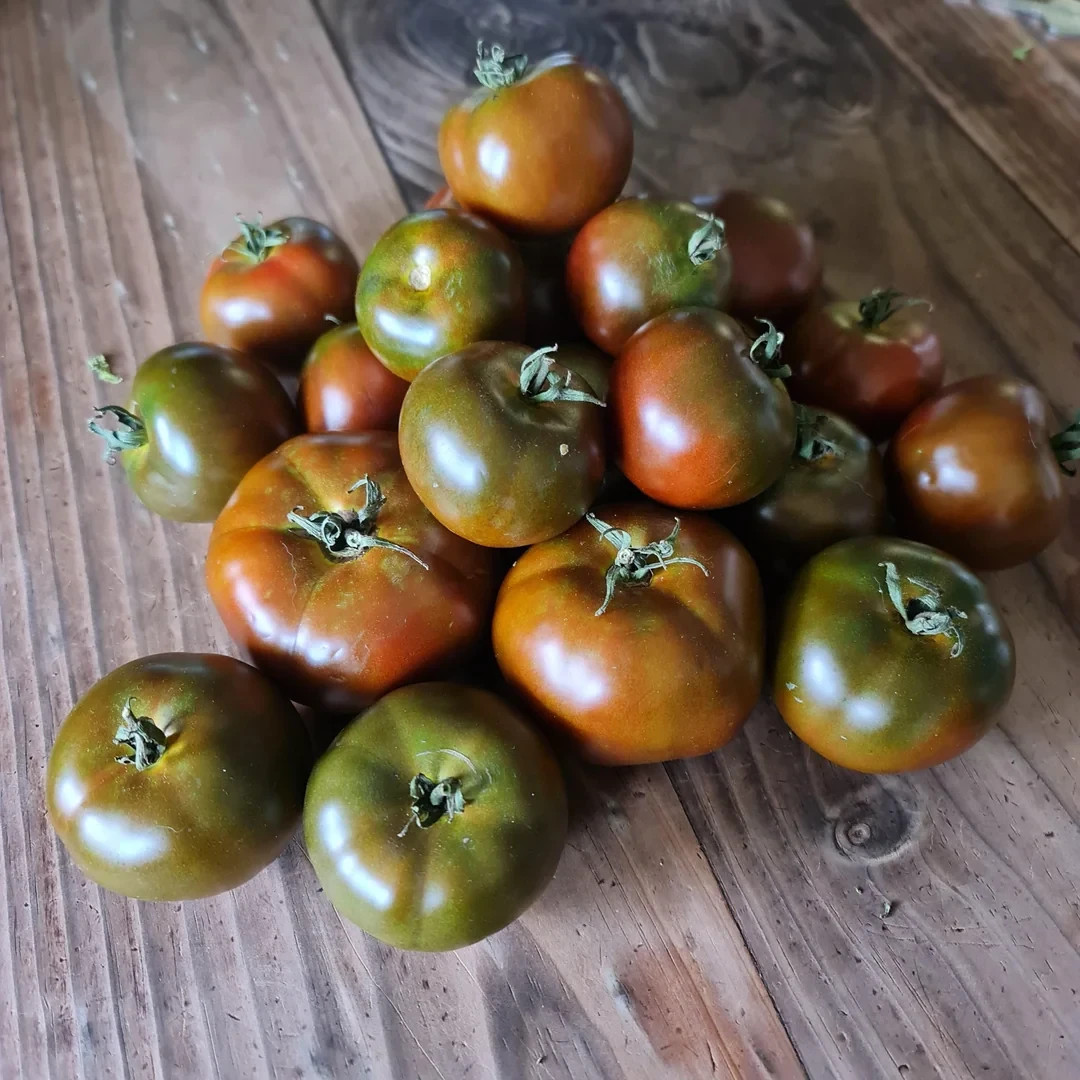 Lot of 4 BLACK KRIM Live Tomato Plants 6 to 8 inches 60+ Days Old