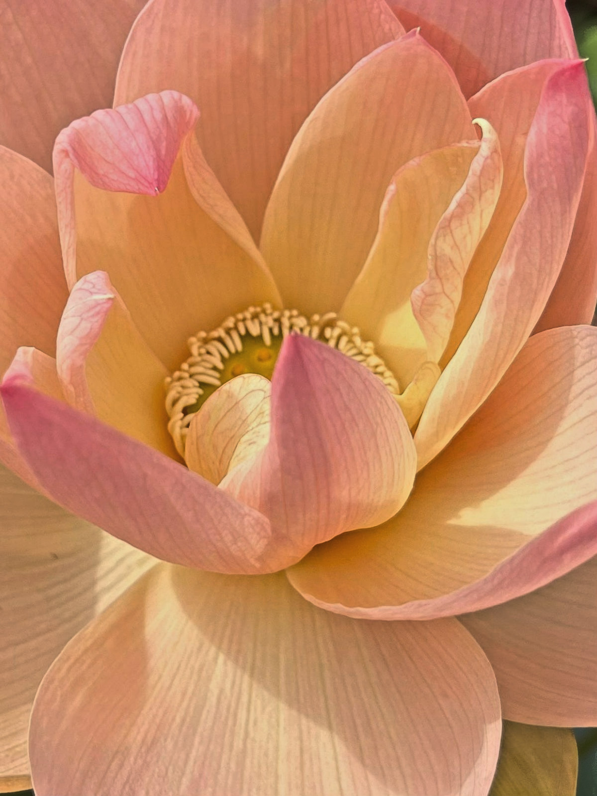 5 GOLDEN SUNSET LOTUS SEEDS – Nelumbo Nucifera
