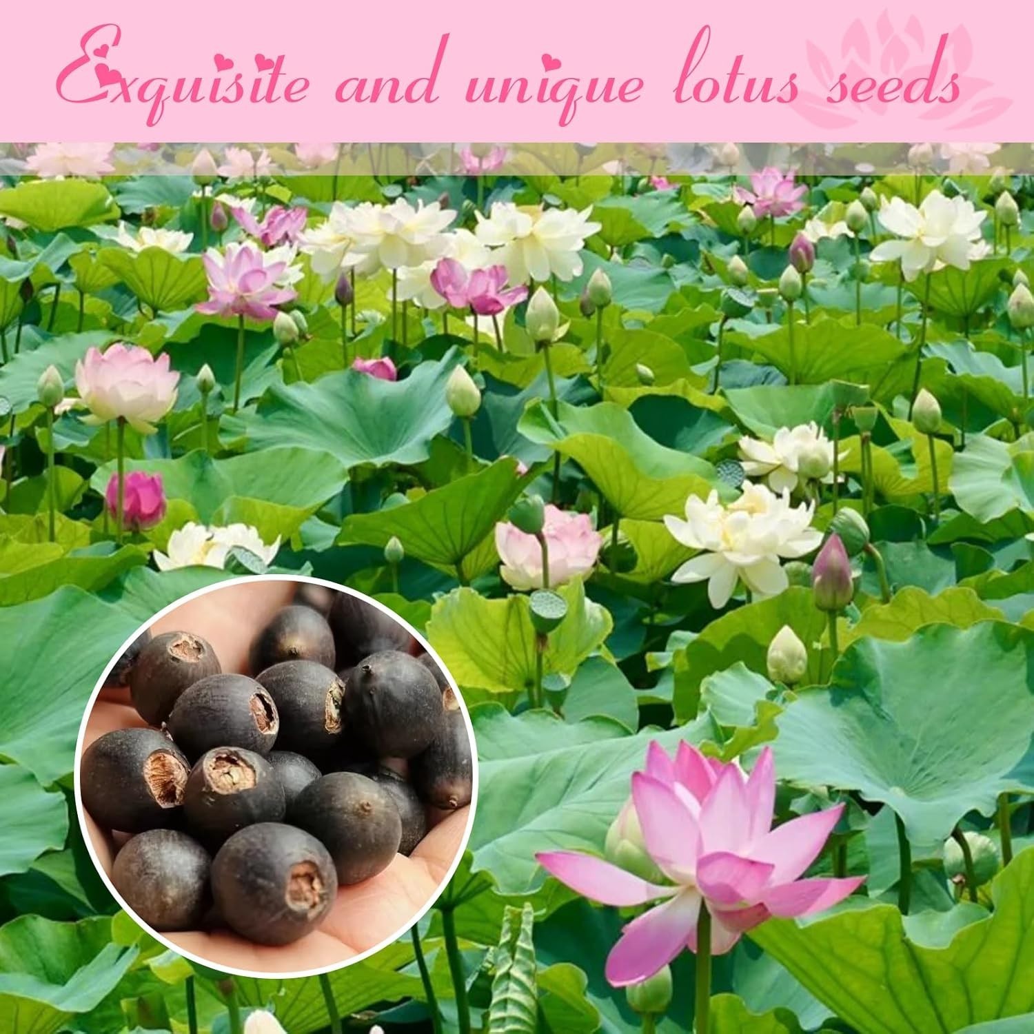High Germination Lotus Seeds – 200 Mixed Colors with Planting Guide Included
