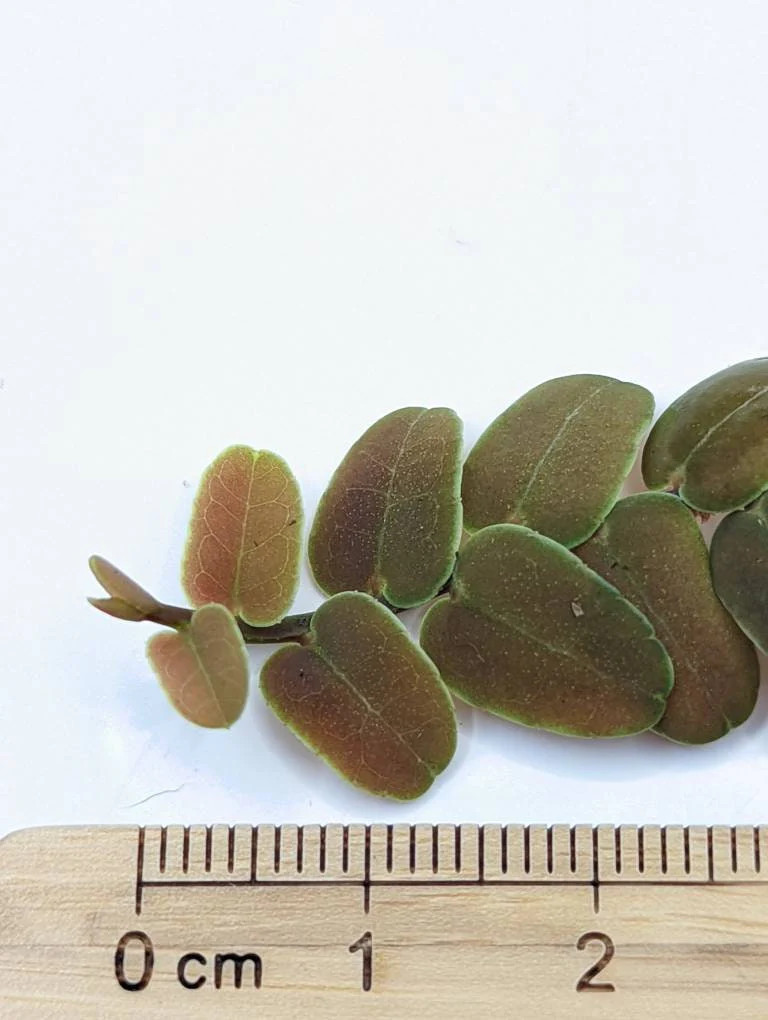 Marcgravia sp. coriacae melon [12 leaf cutting]