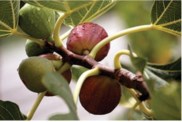Celeste Fig (Honey/Sugar Fig) – Ficus carica – Live Plant