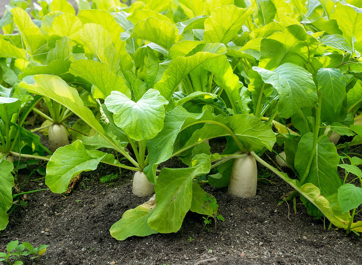 DAIKON RADISH SEEDS JAPANESE white RADISH garden VEGETABLE FREE SHIPPING