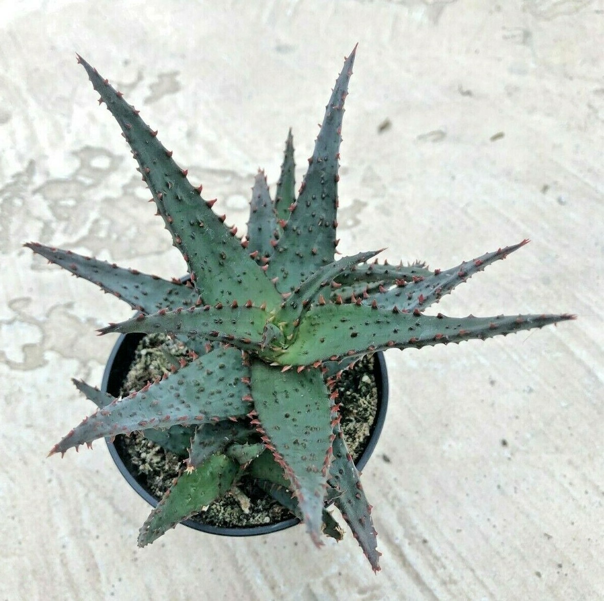 Aloe ‘Wildfire’ PPAF, Comes in a 3.5″ Pot